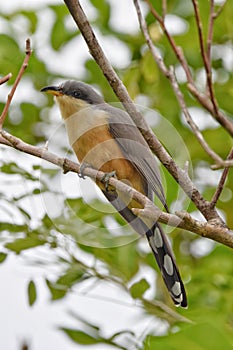 Mangrove Cuckoo or Coccyzus minor in St. Lucia photo