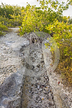 Mangrove Drainage ditch photo