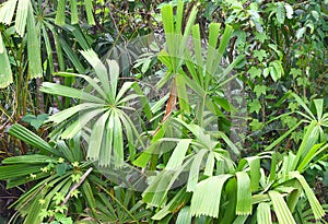 Mangrove Fan Palm or Good Luck Palm - Licuala Spinoa from Arecaceae Family - Flora and Forest in Andaman Nicobar Islands, India