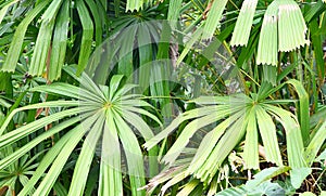 Mangrove Fan Palm or Good Luck Palm - Licuala Spinoa from Arecaceae Family - Flora and Forest in Andaman Nicobar Islands, India