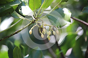 Mangrove Flowers on the Beach of Bama, Baluran National Park, Indonesia