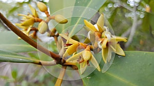 Mangrove Flowers in Kiang West National Park