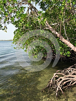 Mangrove forest