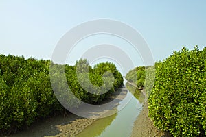 Mangrove Forest