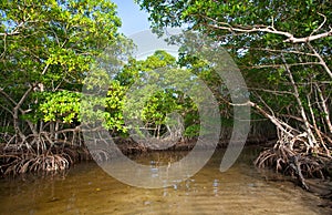 Mangrove Forest