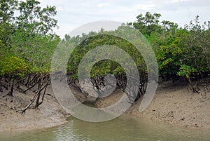 Mangrove Forest