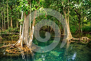 Mangrove forest