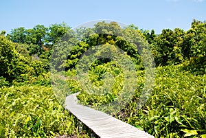 Mangrove forest