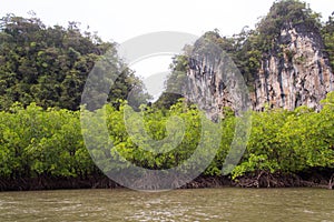 Mangrove forest