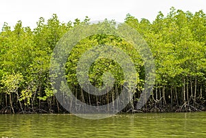 Mangrove forest photo