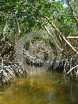 Mangrove Forest photo
