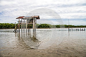 Mangrove forest