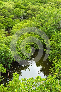 Mangrove Forest From Above