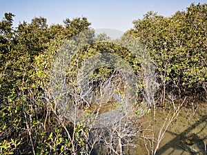 Al jubail Mangrove forest in ABudhabi,UAE.
