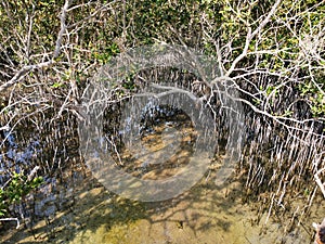 Mangrove forest in Al Jubail park ,ABudhabi,UAE.