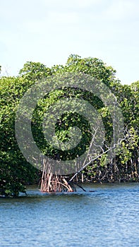 Mangrove forest at the Anne Kolb Nature Center