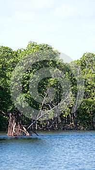 Mangrove forest at the Anne Kolb Nature Center