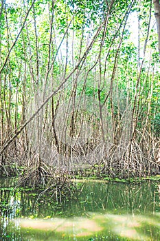 Mangrove forest in Asia Thailand natural protection  evironment
