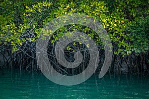 Mangrove forest and backwater, Sundarban, India