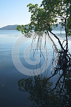 Mangrove forest , Ban Nanai Salak Phet