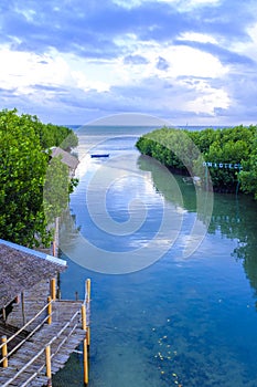 Mangrove forest in Bantayan