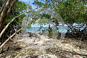 BLue beach surrounded by a forest photo