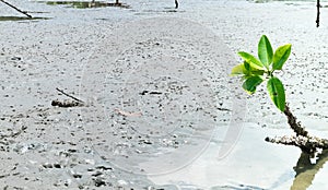 Mangrove Forest with blue sky