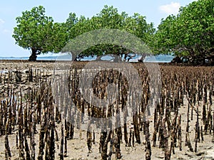 Mangrove forest, Bohol photo