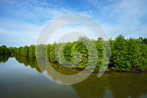 Mangrove forest in Ca Mau province, Mekong delta, south of Vietnam