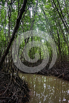 Mangrove forest in Can Gio monkey Island Vietnam.