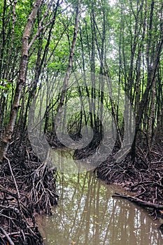 Mangrove forest in Can Gio monkey Island Vietnam.