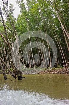 Mangrove forest in Can Gio monkey Island Vietnam.