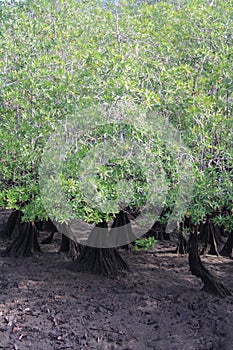 Mangrove Forest Canopy and Prop Roots