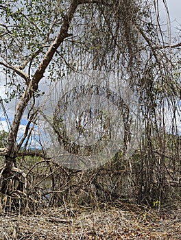 Mangrove Forest, Caroni Swamp, Trinidad and Tobago