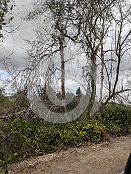 Mangrove Forest, Caroni Swamp, Trinidad and Tobago