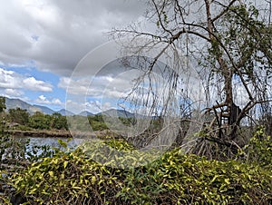 Mangrove Forest, Caroni Swamp, Trinidad and Tobago