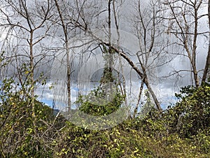 Mangrove Forest, Caroni Swamp, Trinidad and Tobago