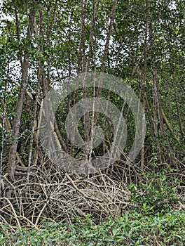 Mangrove Forest, Caroni Swamp, Trinidad and Tobago