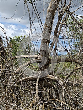 Mangrove Forest, Caroni Swamp, Trinidad and Tobago photo