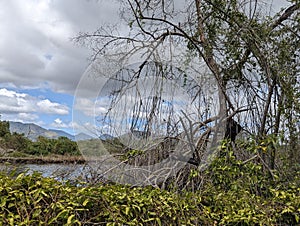 Mangrove Forest, Caroni Swamp, Trinidad and Tobago photo