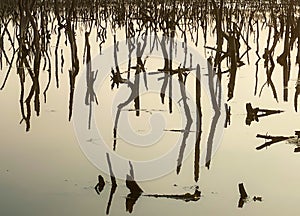 Mangrove forest degradation,deterioration mangrove forest