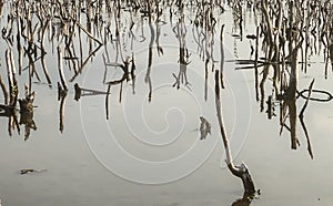 Mangrove forest degradation,deterioration mangrove forest