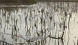 Mangrove forest degradation,deterioration mangrove forest