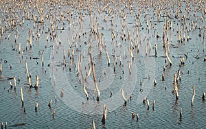 Mangrove forest degradation,deterioration mangrove forest