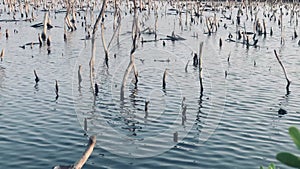 Mangrove forest degradation,deterioration mangrove forest