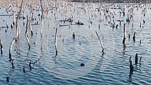 Mangrove forest degradation,deterioration mangrove forest