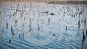 Mangrove forest degradation,deterioration mangrove forest