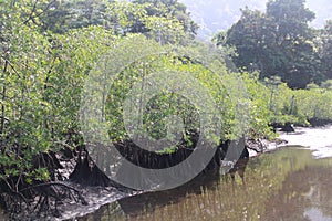 Mangrove Forest Delta Edge