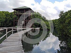 Mangrove Forest in Denpasar Bali