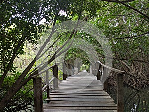 Mangrove Forest in Denpasar Bali